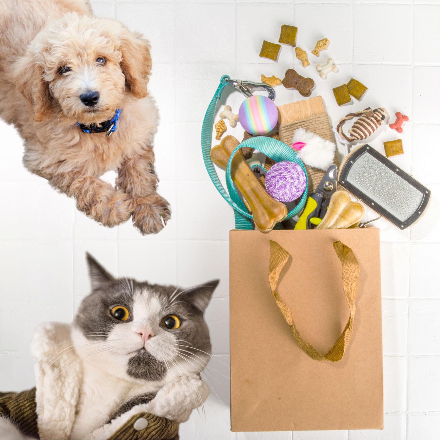 Pet Accessories, Care Made Easy for Your Pets.